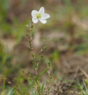 Knotted pearlwort