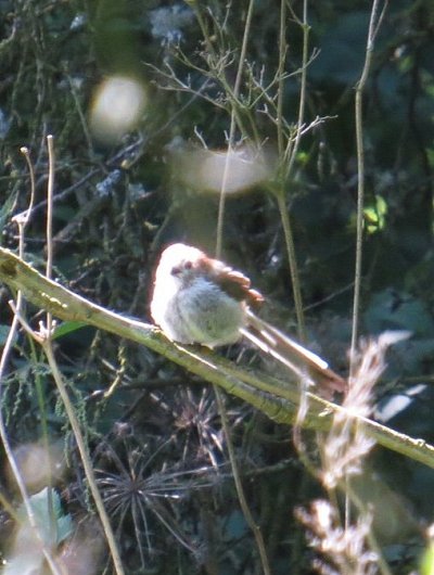 Young long-tailed tit