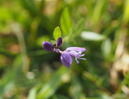 Common milkwort