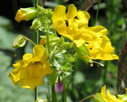 Monkey flower Mimulus guttatus