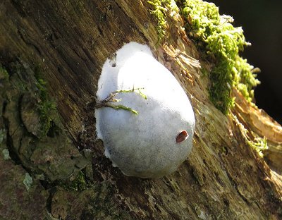 Myxomecete Reticularia lycoperdon (False puffball)