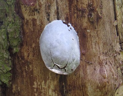 Myxomecete Reticularia lycoperdon (False puffball)