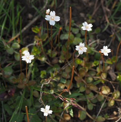 New Zealand willowherb