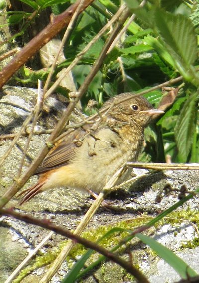 Young redstart