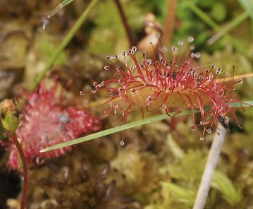 Sundew leaves