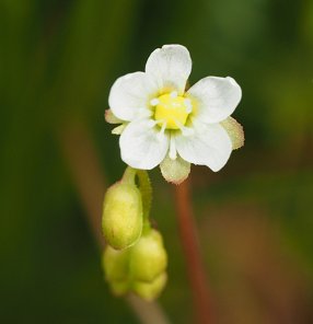 Sundew flowers