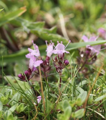 Wild thyme species