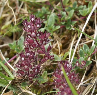 Large wild thyme