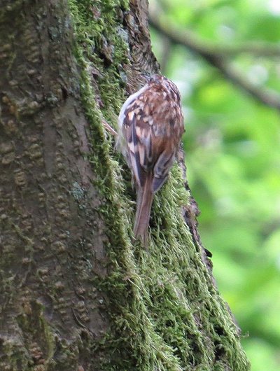 Treecreeper