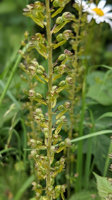 Twayblade