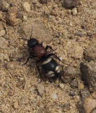 Velvet ant