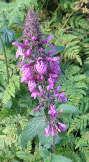 Hybrid woundwort Stachys palustris x sylvatica (S. x ambigua)