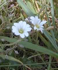 field mouse-ear