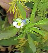 Field pansy