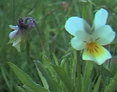 field pansy