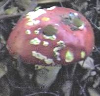 Fly agaric