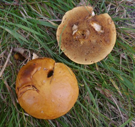 Suillus grevillei