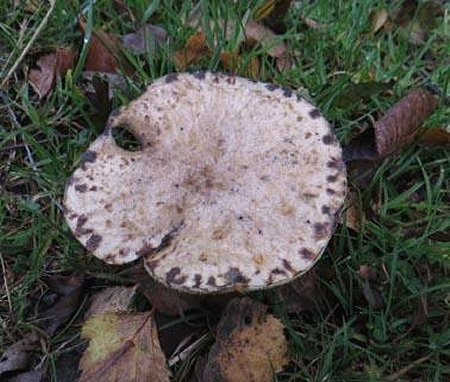 Suillus viscidus