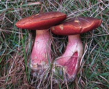 Boletus luridiformis