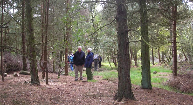 Ryenats members in wood