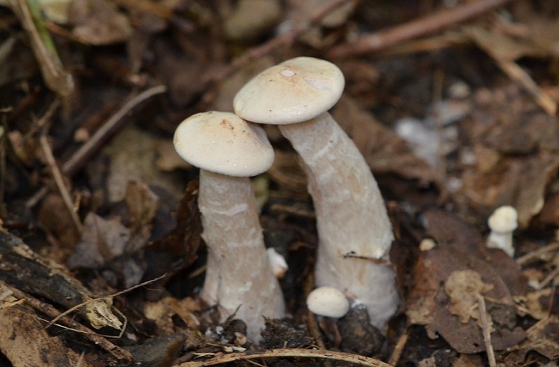 Clitocybe geotropa