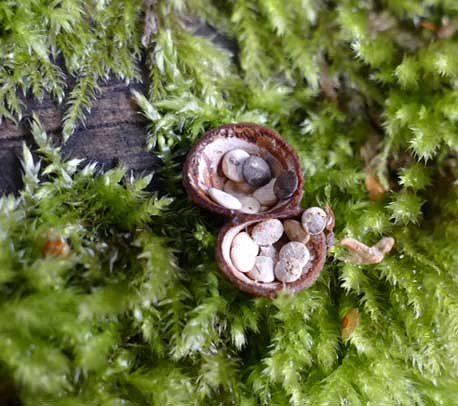 Common birdsnest fungus Crucibulum leave