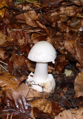 False deathcap Amanita citrina