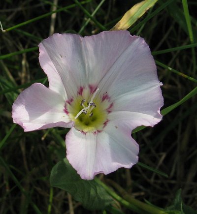 Field bindweed Convolvulus arvensis