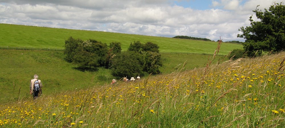 View of meadow