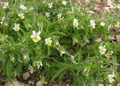 Field pansy Viola arvensis