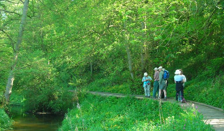 Forge Valley Woods