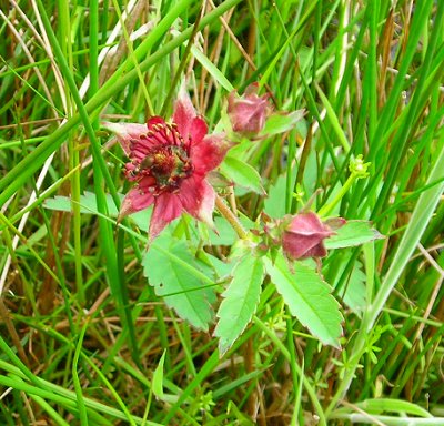 marsh cinquefoil