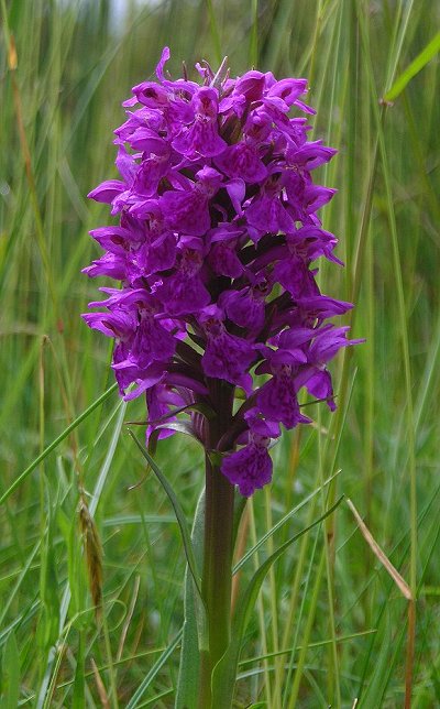 northern marsh orchid