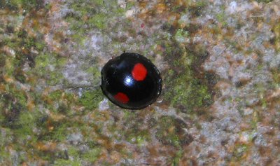 kidney ladybird