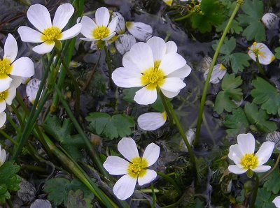 pond water crowfoot