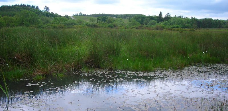 view of pond