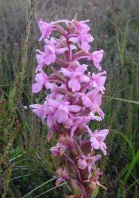 Fragrant orchid