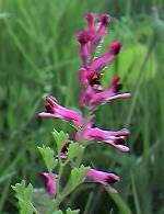 Fumitory