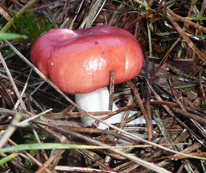 The Sickener Russula emetica