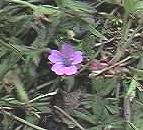 Cut-leaved Geranium