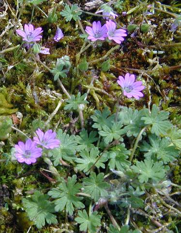 Geranium molle