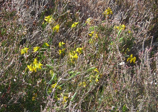 petty whin Genista anglica