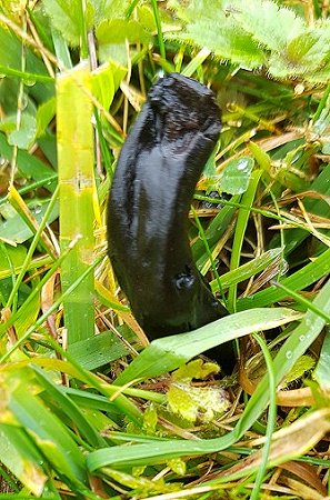 Deceptive Earthtongue Geoglossum fallax (detail)