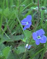 Germander speedwell