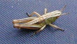 grasshopper