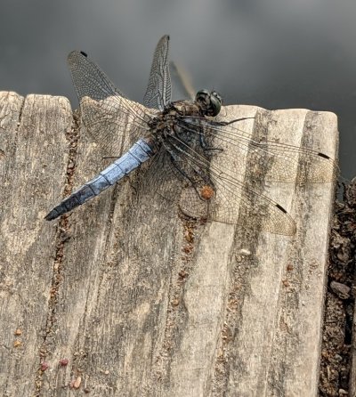 Black-tailed skimmer male