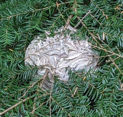 Wasp nest