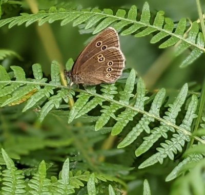 Ringlet butterfly