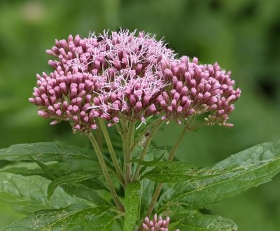 Hemp agrimony