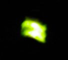 Glow-worm